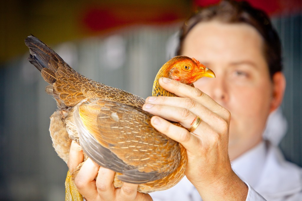 Ekka Poultry Competition
