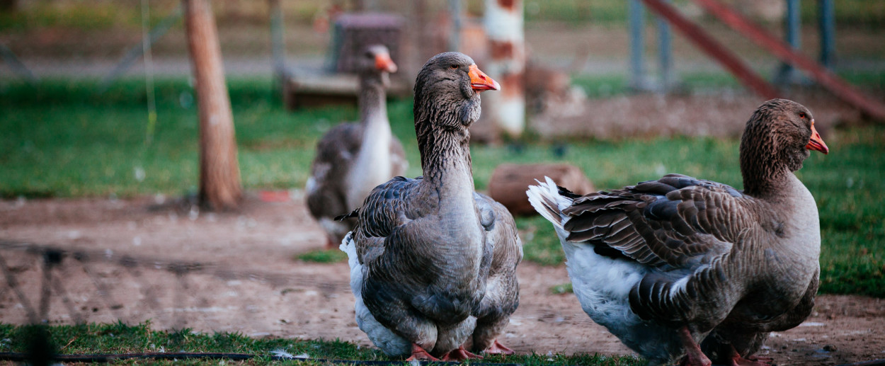 Grey Toulouse geese Peel Ridge Stud