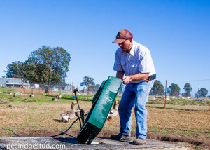 Best Water Troughs for Ducks and Geese, toulouse geese, rouen ducks, white, chinese, embden