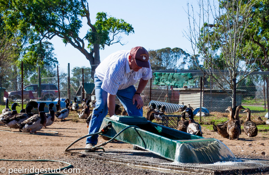 Best Water Troughs for Ducks and Geese