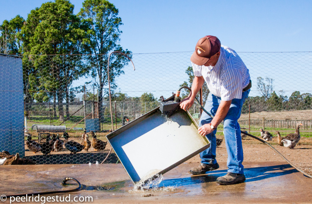 Best Water Troughs for Ducks and Geese