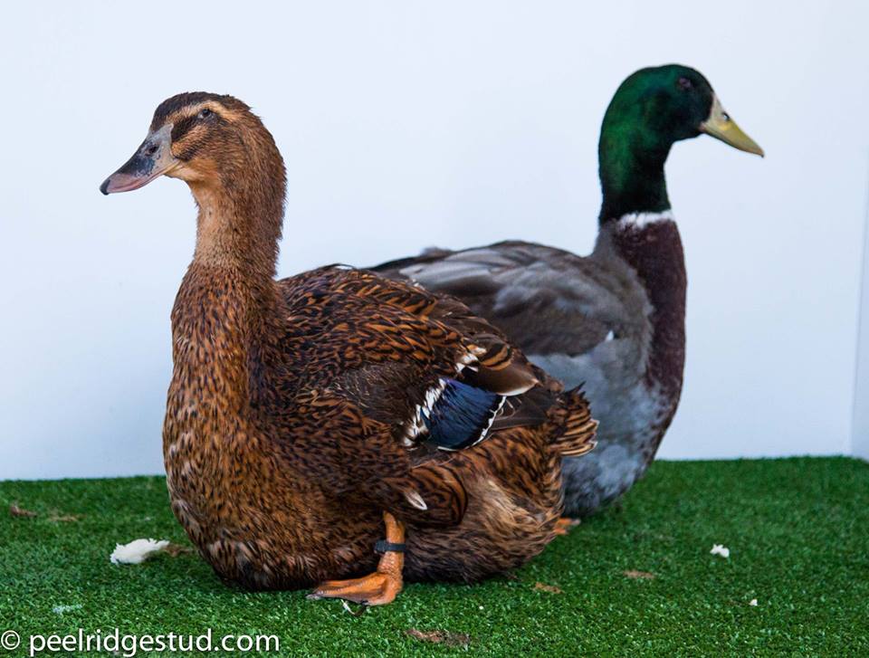 Rouen Ducks RAS, prepping your ducks for showing