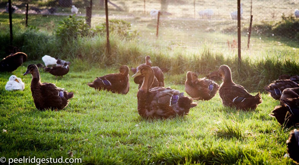 Rouen Duck Moult, Duck Plumage moult, eclipse