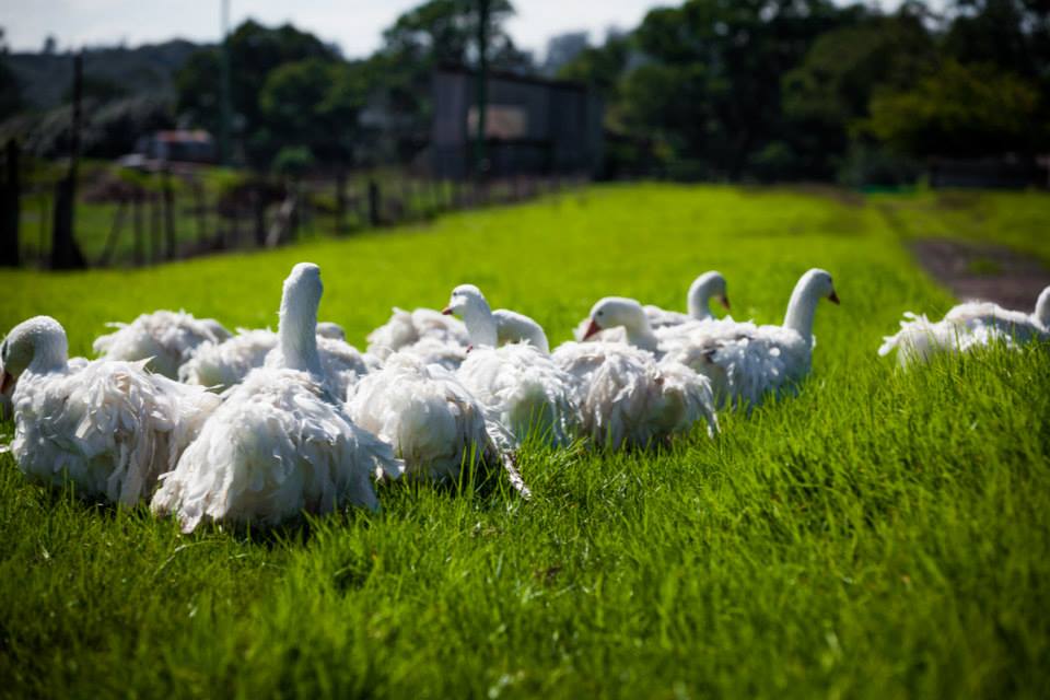 Sebastopol geese, goose, how to breed geese, geese as pets, sebastopol, curly, smooth