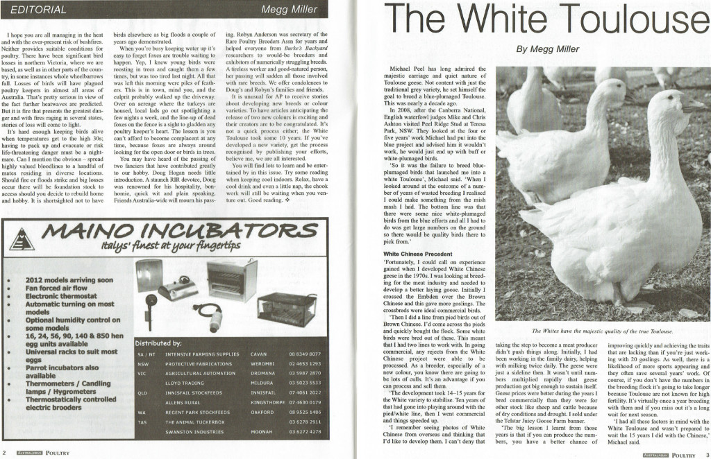 Creating Camden White Toulouse Geese