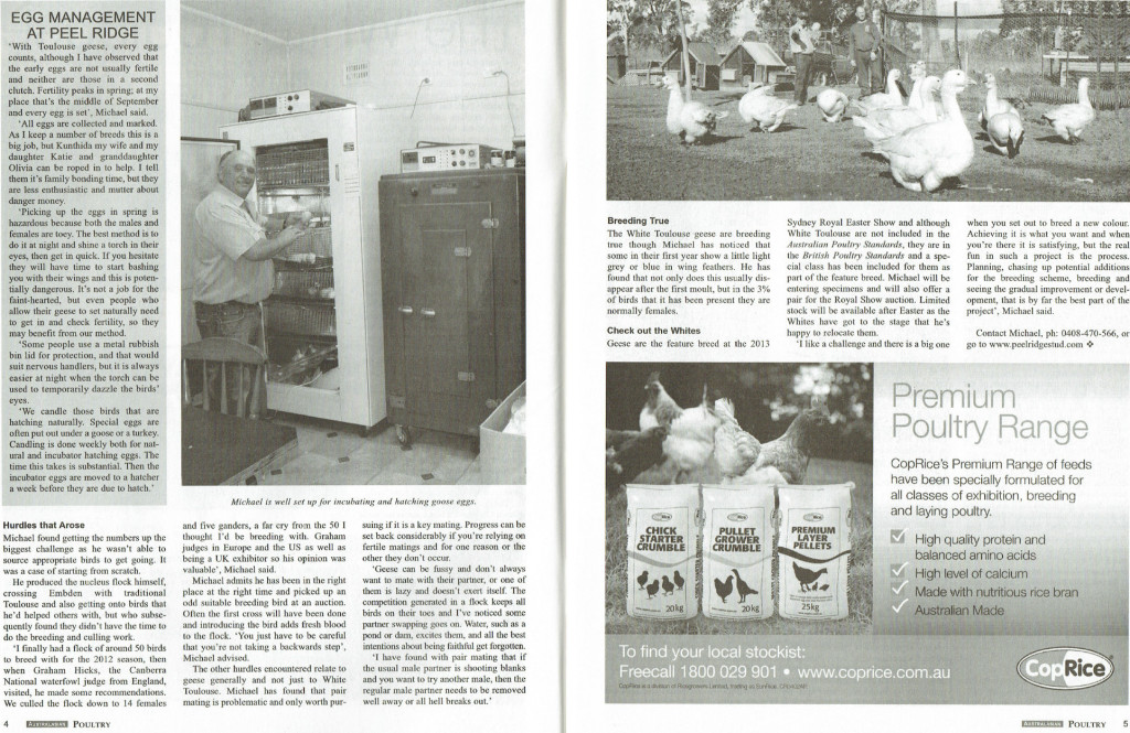 Creating Camden White Toulouse Geese