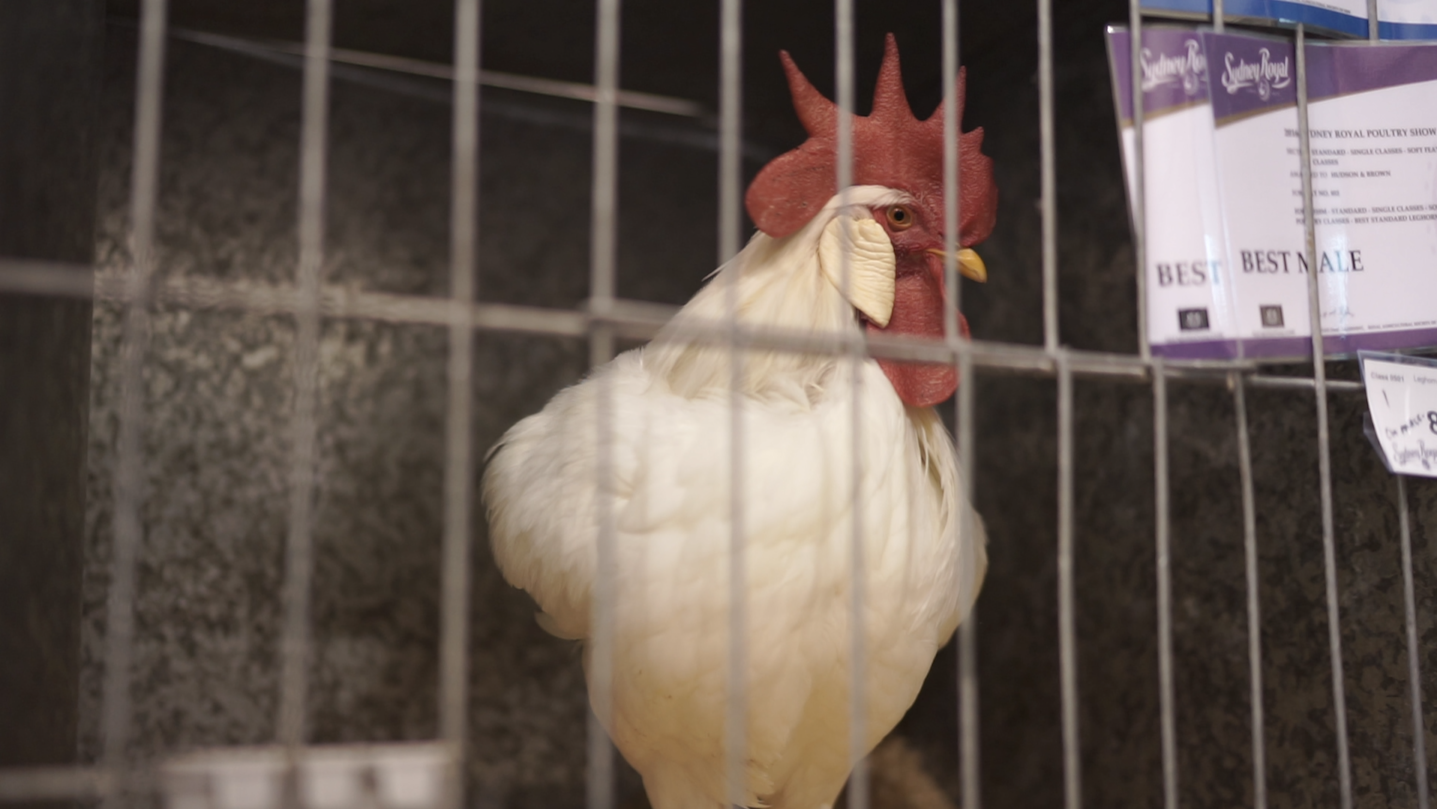 Leghorn Best Leg Colour