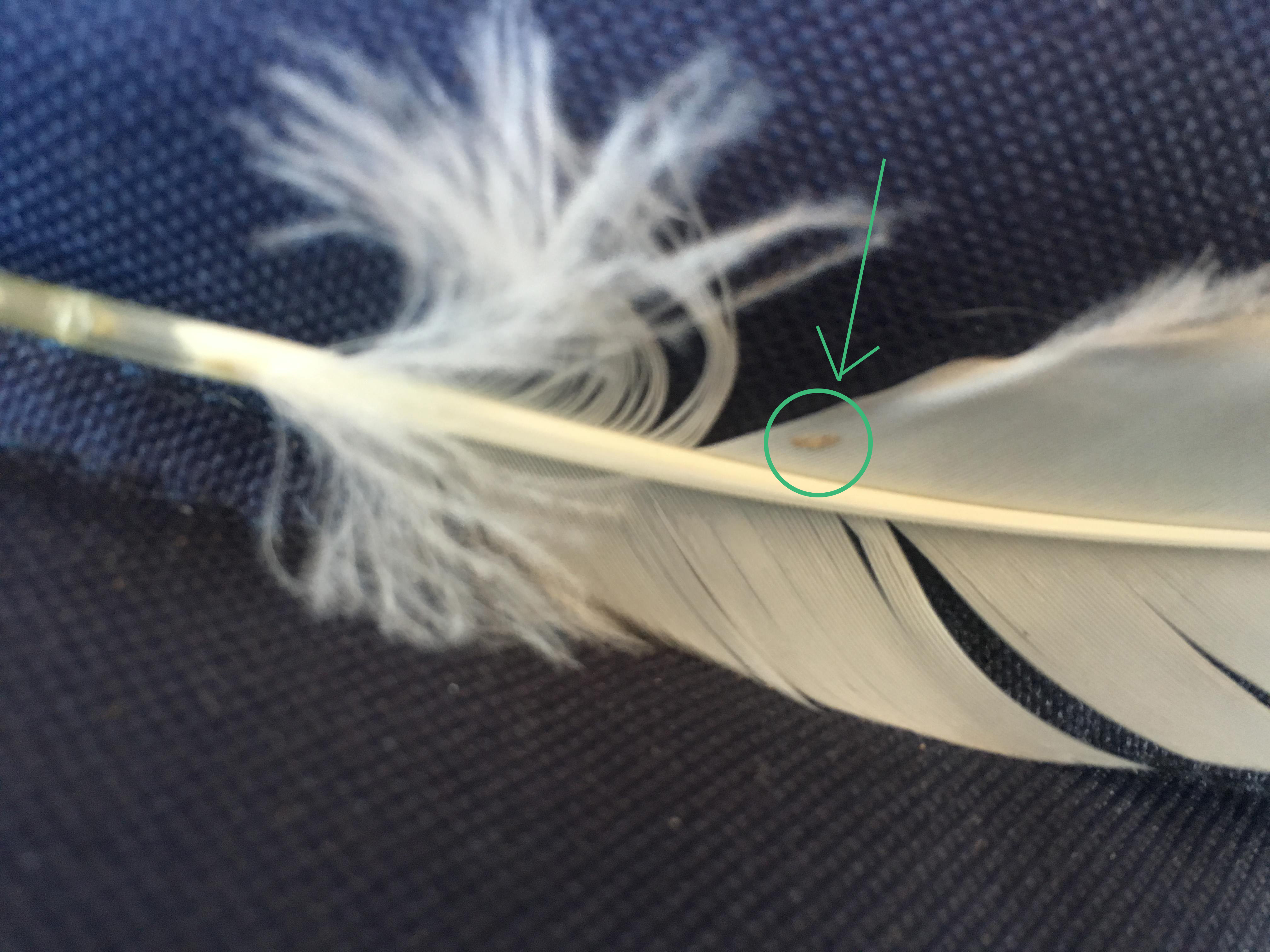 Feather mite on ducks Peel Ridge Stud