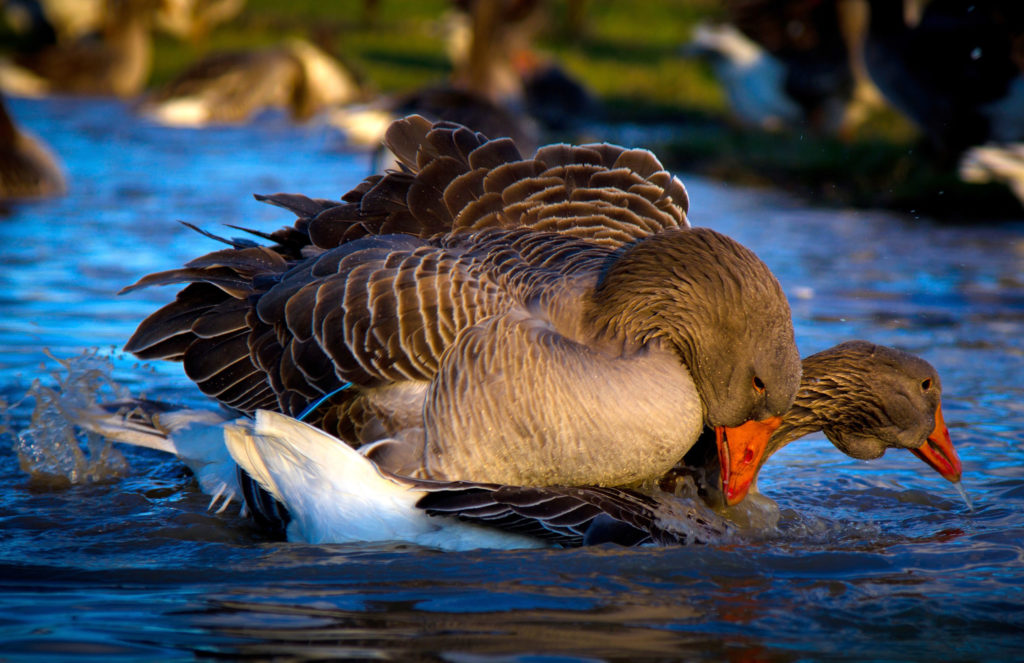 5 breeding season tips for geese you didn't know Peel Ridge Stud