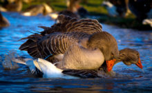 Toulouse geese, how to breed geese, goose breeding, geese breeding tips