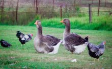vent sexing, geese, chinese geese, white chinese geese, how to breed geese, how to tell goose from gander