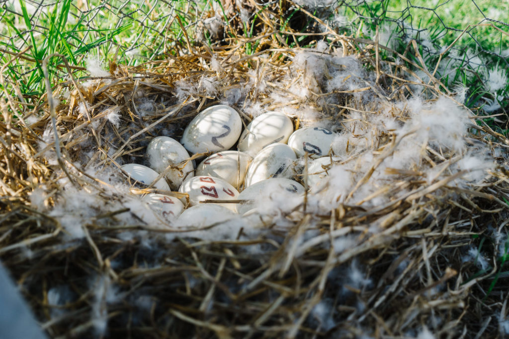 Chinese geese sitting on nest full of eggs for geese nesting tips and tricks how to blog post