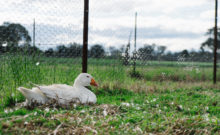Embden Goose Nesting in a paddock. Featured photo for Geese nesting tips and tricks, how to blog post
