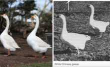 Breeding white chinese geese