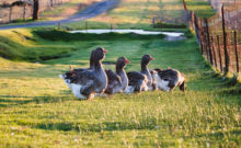 breeding geese, how to breed geese, toulouse geese