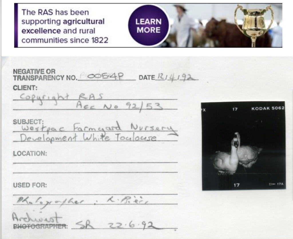 White Toulouse, first White Toulouse, Royal Agriculture society, Sydney royal easter show, Toulouse, Geese, geese in australia